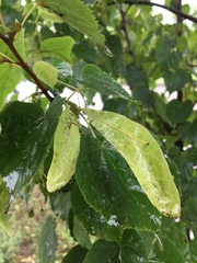 Tilia cordata