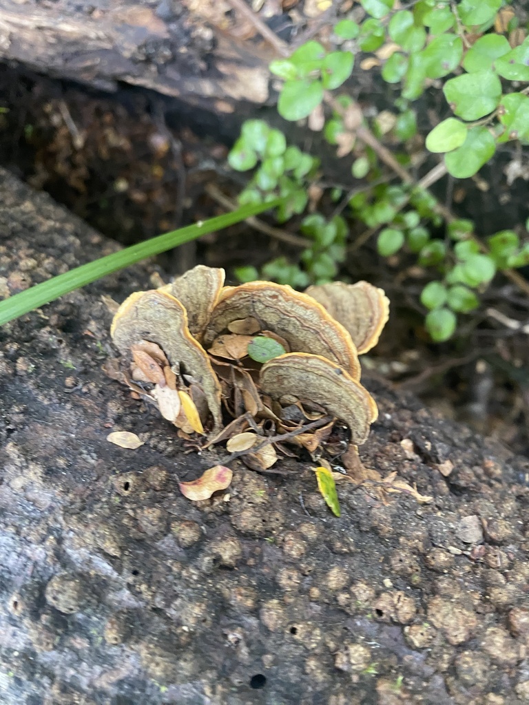 Stereum ostrea · January 2025 · photo: © madison78 (iNaturalist, cc0)