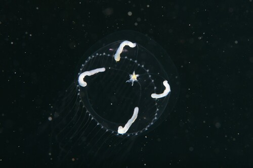 Mitrocomella niwai