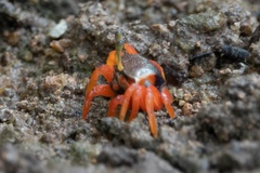 Chasmagnathus convexus