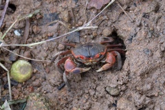 Chasmagnathus convexus