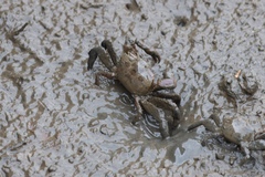 Chasmagnathus convexus