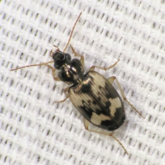 Tetragonoderus fasciatus