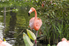 Phoenicopterus