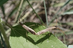 Protenor belfragei