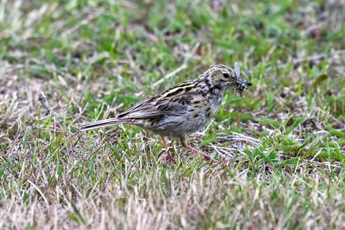 Correndera Pipit (Anthus correndera), photo 9