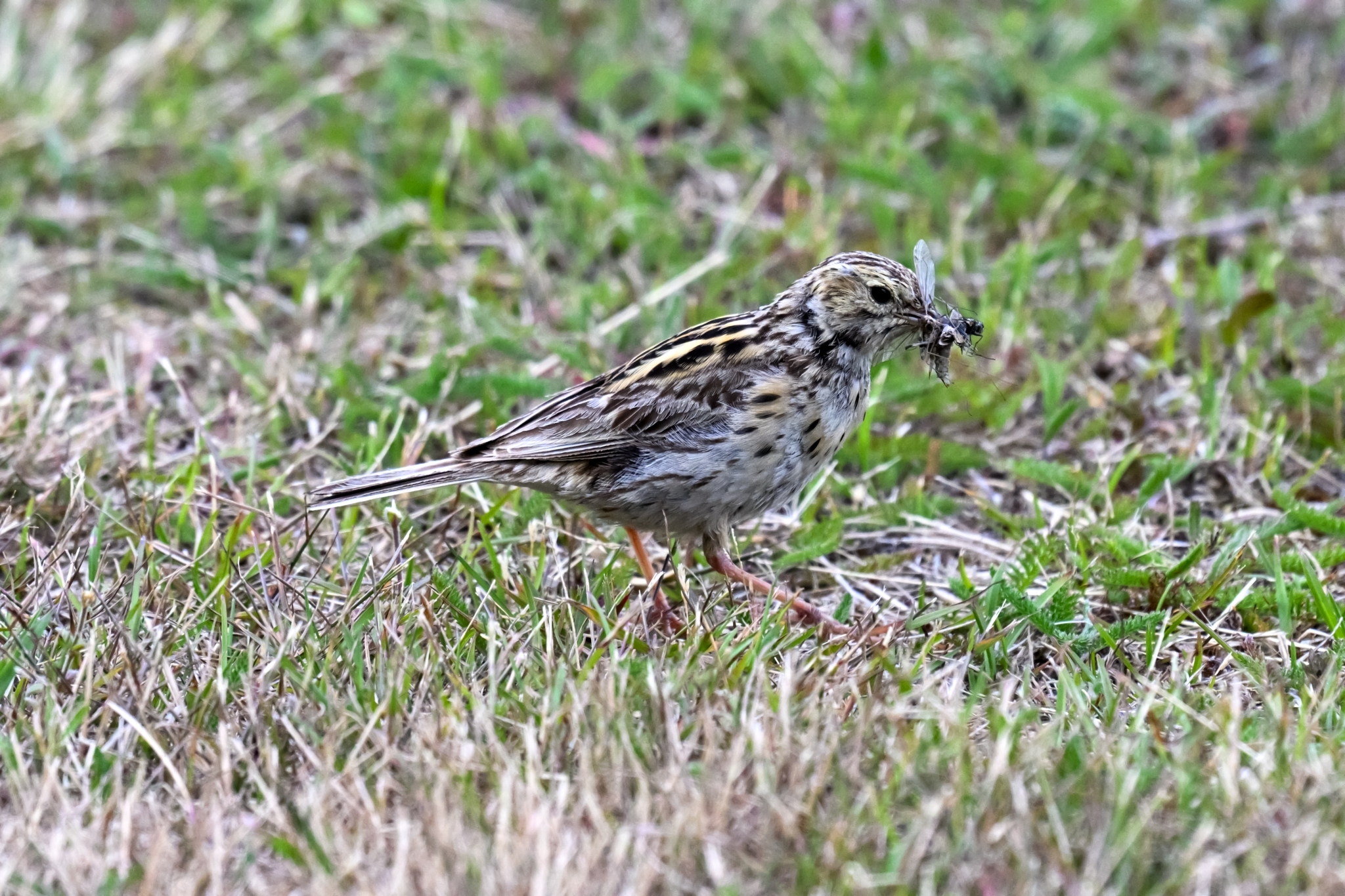 Correndera Pipit (Anthus correndera), photo 7