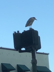 Nycticorax nycticorax