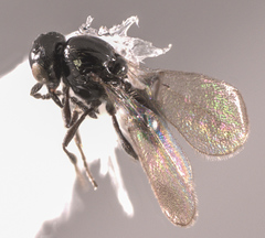 Platygastridae