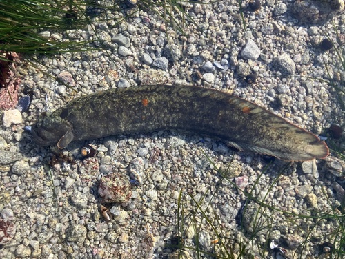Monkeyface prickleback (Cebidichthys violaceus) — Stichaeidae — 4