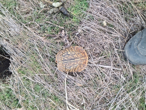 Ornate Box Turtle