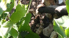 Sistrurus miliarius streckeri