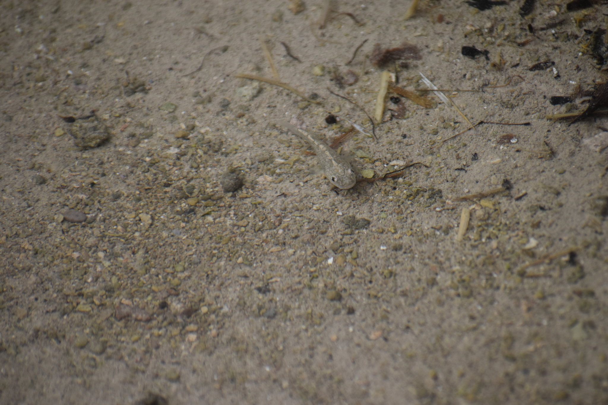 Cyprinodon pachycephalus