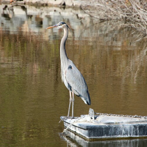 iNaturalist observation photo of Great Blue Heron