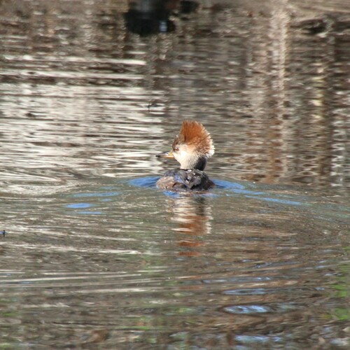 iNaturalist observation photo of Hooded Merganser