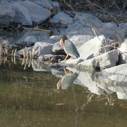 iNaturalist observation photo of Green Heron