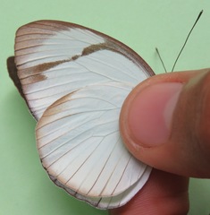 Itaballia demophile centralis