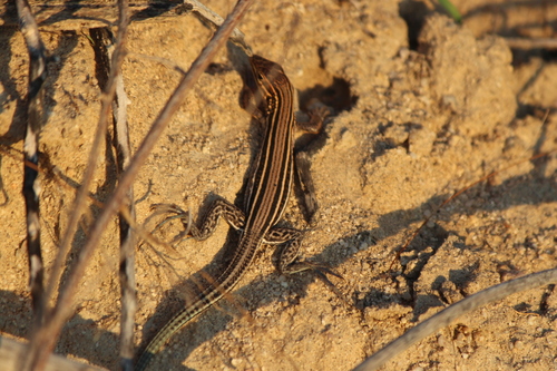 Carmen Island Whiptail, Aspidoscelis carmenensis