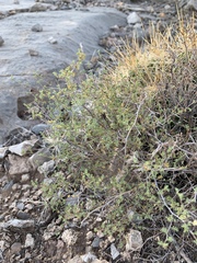 Dalea formosa