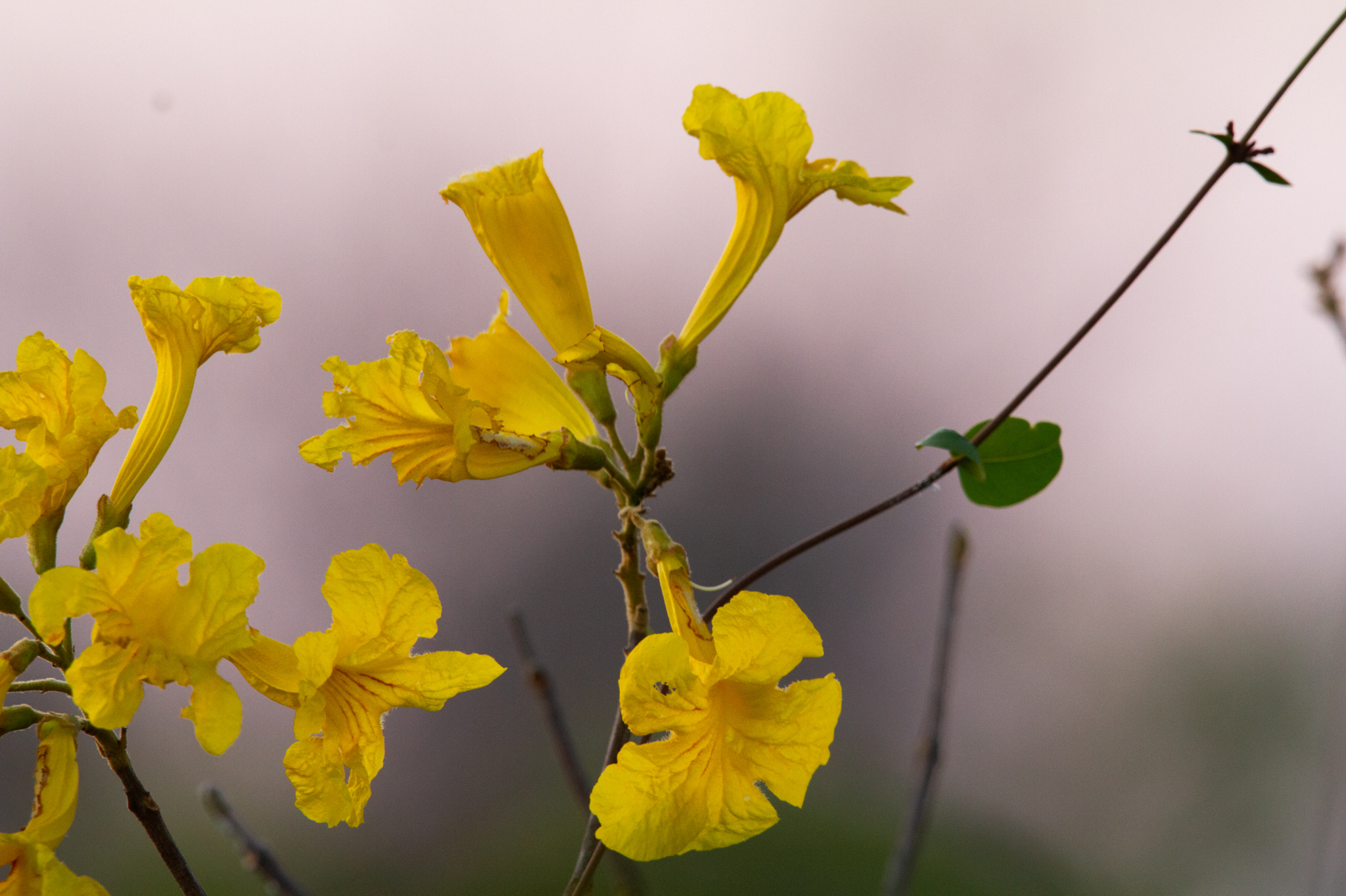 Handroanthus ochraceus