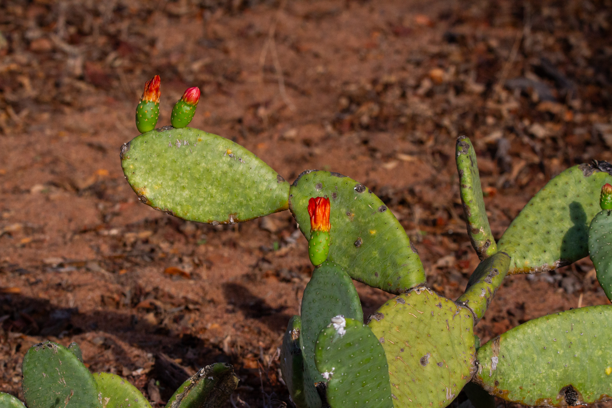 Tacinga inamoena