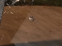 Araneae