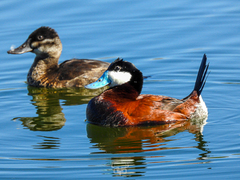 Ruddy Duck photo 6