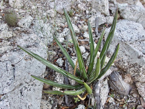 Agave felgeri Gentry