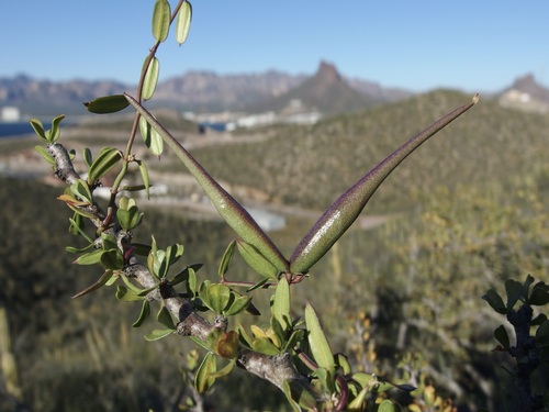 Arizona swallow-wort (Metastelma arizonicum)