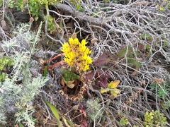 Dudleya farinosa