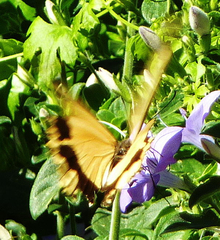 Papilio dardanus cenea