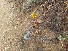 Dudleya farinosa