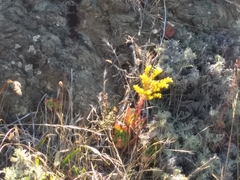 Dudleya farinosa