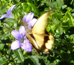 Papilio dardanus cenea