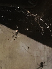 Latrodectus geometricus