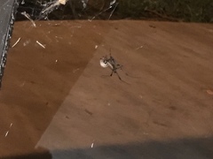 Latrodectus geometricus