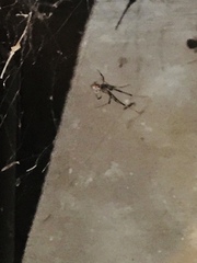 Latrodectus geometricus