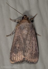 Amphipyra tragopoginis