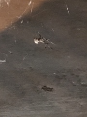 Latrodectus geometricus