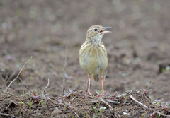 Yellowish Pipit photo 3