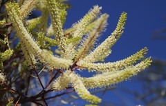 Grevillea pyramidalis