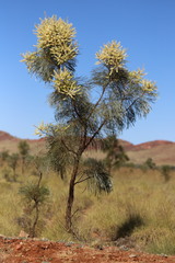 Grevillea pyramidalis