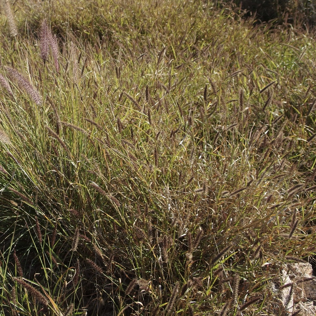 Beffelgrass buffelgrass from Guaymas Municipality, Sonora, Mexico on January 25 ...