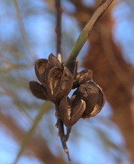 Grevillea pyramidalis