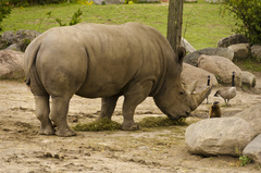 Ceratotherium