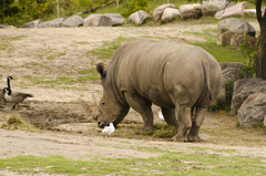 Ceratotherium