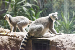 Lemur
