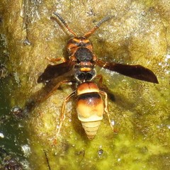 Smeringodynerus morelios