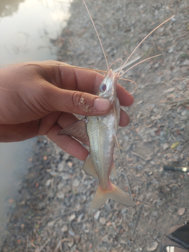 Silver antenna catfish (Pimelodus argenteus) — Pimelodidae