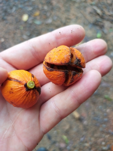 Dysoxylum oppositifolium observed 2025-01-30